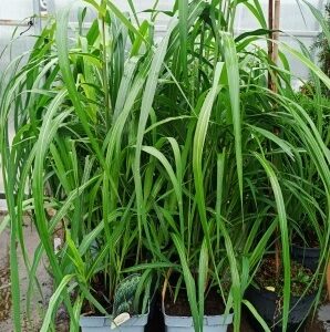 Miskant chiński 'Memory' sadzonki