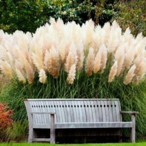 Nowoczesny ogród z Trawa Pampasowa Biała (Cortaderia selloana White Feather)jako głównym akcentem