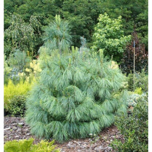 Sosna himalajska rosnąca obok oczka wodnego w ogrodzie