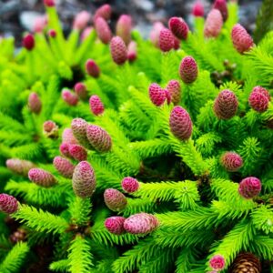 Świerk pospolity PUSH na tle skalniaka