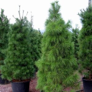 Sosna himalajska Pinus wallichana w donicach