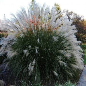 Wysoki miskant chiński 'Silberspinne' z długimi, srebrzystymi kwiatostanami na tle nieba