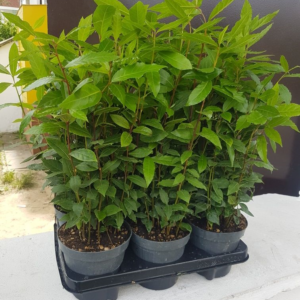 Wysokie drzewka liścia laurowego