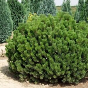 Kosodrzewina Pumilio – idealna roślina do ogrodów minimalistycznych