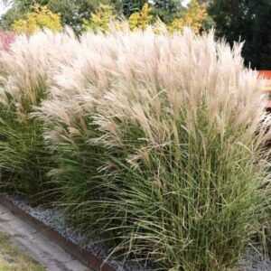 Miskant chiński 'Silberspinne' z lekkimi liśćmi i pięknymi kwiatostanami w odcieniach różu i srebra