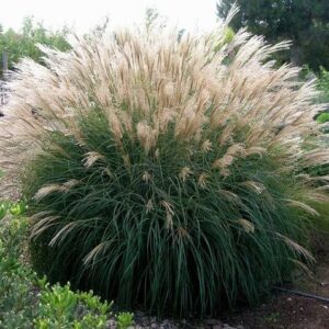 Miskant chiński 'Silberspinne' w ogrodzie naturalistycznym, tworzący interesujący kontrast z innymi roślinami