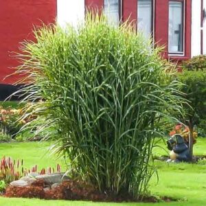 Miskant Chiński ZEBRINUS