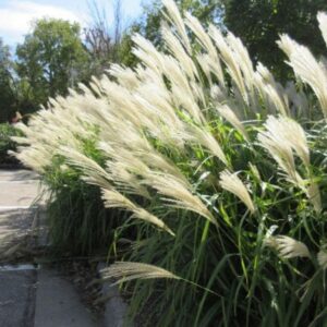 Białe kwiatostany Miskanta chińskiego Memory z srebrzystym odcieniem w jesiennym ogrodzie.