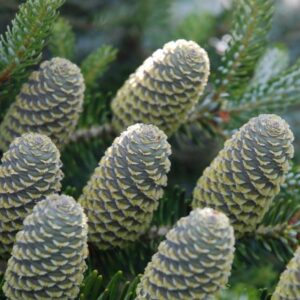 Uprawa Jodła koreańska Silberlocke Abies koreana w ogrodzie – jak dbać o tę wyjątkową odmianę