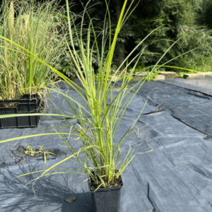 Miskant Chiński MORNING LIGHT sadzonka