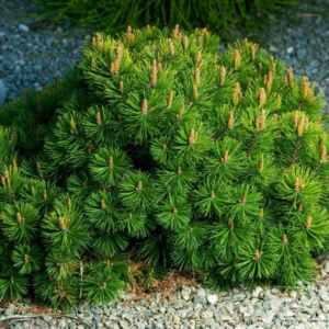 Niski, karłowy pokrój Kosodrzewiny Pumilio w ogrodzie