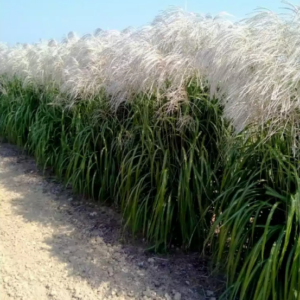 Miskant chiński Memory – trawa ozdobna w ogrodzie z białymi kwiatami i liśćmi zmieniającymi kolor jesienią.