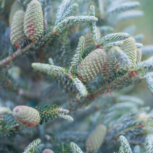 Stożkowaty pokrój Jodła koreańska Silberlocke – naturalnie zwarty kształt bez konieczności przycinania