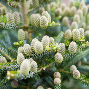 Jodła koreańska Silberlocke Abies koreana w ogrodzie – dekoracyjne drzewo iglaste o srebrzystych igłach