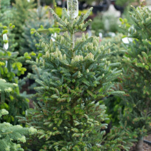 Młoda Jodła koreańska Silberlocke Abies koreana w donicy – idealna roślina do uprawy na tarasie