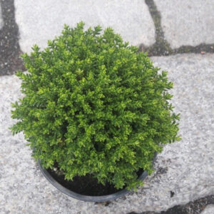 Hebe kulisty kształt