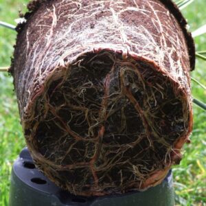 Hebe Emerald Green Globe system korzeniowy