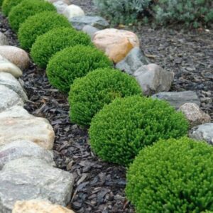 Hebe Emerald Green Globe – Zimozielona roślina ogrodowa