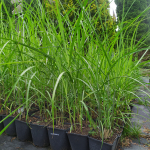 miskant chiński 'Malepartus' sadzonki