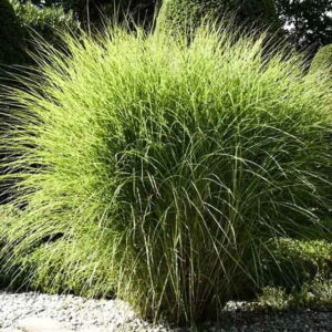 miskant chinski gracillimus w pełnym słońcu