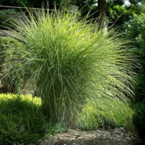 Miskant Chiński Morning Light w pełnym rozkwicie