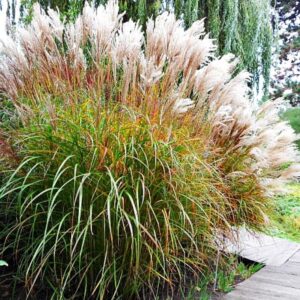 Miskant chiński 'Malepartus' posadzony w ogrodzie jako soliter, roślina wyrastająca na 2 metry.