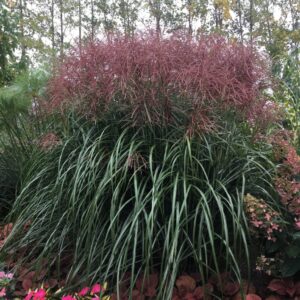 Miskant chiński 'Malepartus' posadzony w ogrodzie jako soliter, roślina wyrastająca na 2 metry.