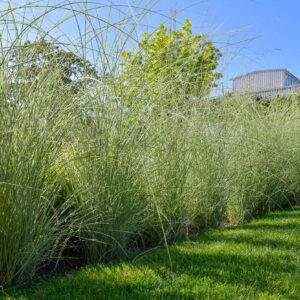 Miskant Chiński Morning Light w szpalerze