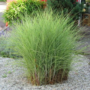 Miskant Morning Light – zwiewna ozdoba ogrodu