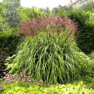 Miskant chiński 'Malepartus' w pełnym rozkwicie, z czerwonymi pióropuszami kwiatostanów.