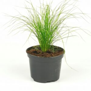 Pony Tails – trawa ozdobna w doniczce