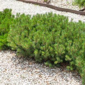 Kosodrzewina Pumilio w ogrodzie skalnym