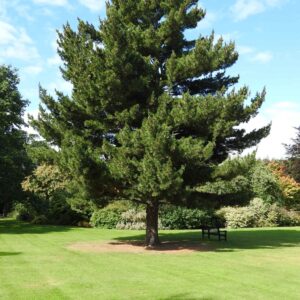 Sosna Rumelijska w pełnej okazałości