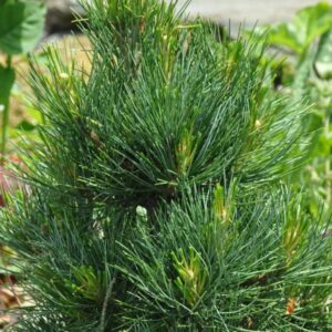 Zbliżenie na długie, zwisające igły Sosny Rumelijskiej Pinus Peuce