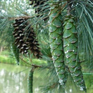 Szyszki Sosny Rumelijskiej Pinus Peuce – naturalna ozdoba drzewa