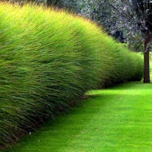 Trawa Miskant chiński Gracillimus sadzonka