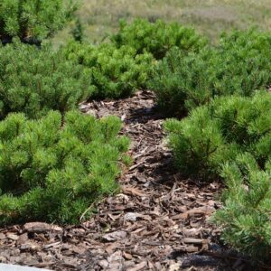 Sosna górska Kosodrzewina Pumilio – piękny, gęsty pokrój krzewu obsypany korą