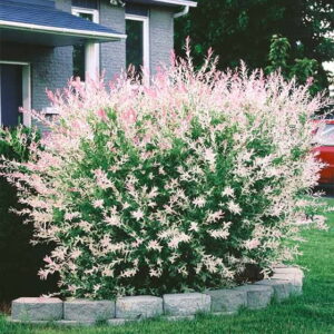 Pięknie wybarwiona wierzba Hakuro Nishiki z liśćmi w odcieniach bieli i zieleni