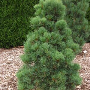 Sosna Rumelijska Pinus Peuce – mrozoodporne drzewo iglaste