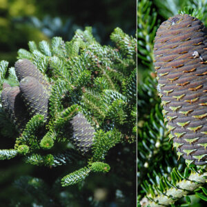 Fioletowe szyszki Jodła koreańska Silberlocke Abies koreana– ozdobny element drzewka