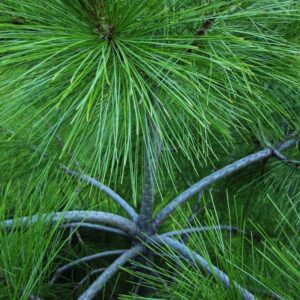 Zbliżenie na zwisające igły sosny himalajskiej