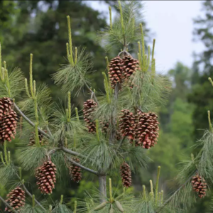 Szyszki sosny himalajskiej na gałęzi