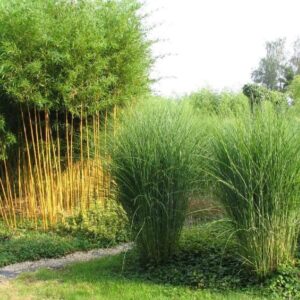 miskant chinski gracillimus miscanthus sinensis na tle innych roslin