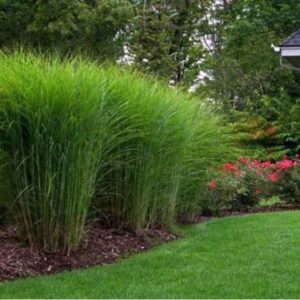 Miskant chiński Gracillimus w pełnym rozkwicie