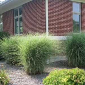 Zielone liście trawy Miskant chiński Gracillimus