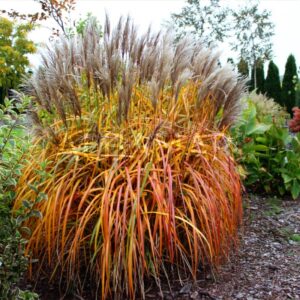 Liście miskanta chińskiego 'Malepartus' przebarwiające się na złoto-brązowy kolor jesienią.