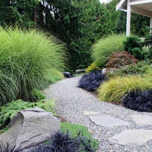 Miskant Chiński Morning Light na rabacie w ogrodzie