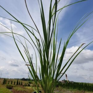 Miskant chiński 'Silberspinne' sadzonka na tle nieba