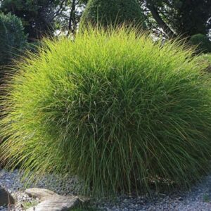 Miskant Morning Light – Roślina ozdobna z srebrzystymi kwiatostanami