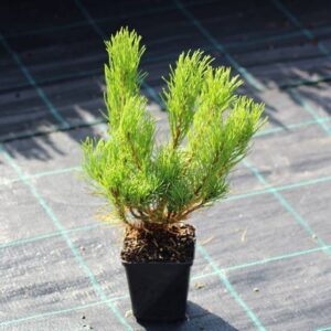 Sadzonka Sosny górskiej Kosodrzewiny Pumilio gotowa do posadzenia